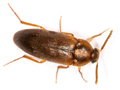 Hallomenus binotatus
